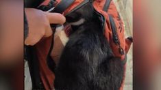 a small dog in a backpack being petted by someone