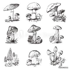 different types of mushrooms in the forest hand drawn illustration set isolated on white background stock photo