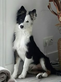 a black and white dog is sitting on the window sill next to some towels