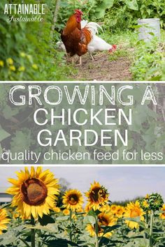 chickens and sunflowers growing in the garden with text overlay reading growing a chicken garden quality, feed for less