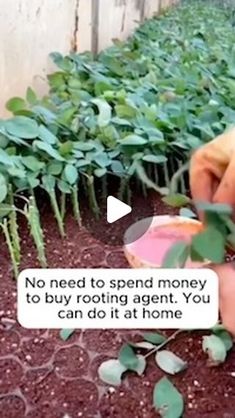 Amazing Garden on Instagram: "help root system develop rapidly #backyardgardening #gardeninglife #vegetablegardening #vegetablegarden #gardeningtips #gardeninglove #organicgardening #gardensofinstagram #gardenideas #urbangardening #gardeningistherapy #gardeninggoals #homegardening #gardeninspiration #lovegardening #gardeningisfun #countrygarden #veggiegarden #happygardening" Diy Fertilizer, Yard Art Crafts, Australian Native Garden, Garden Remedies, Gardening Plants, Fertilizer For Plants, Home Gardening