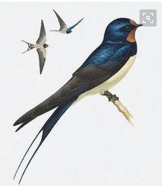 Swallow Flying, Swallow Birds, Barn Swallow, Bird Pictures, Exotic Birds, Field Guide, Birds Tattoo, Bird Drawings, Bird Illustration