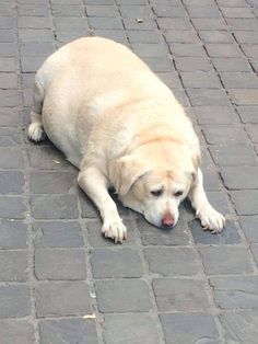 a white dog laying on the ground with his head in its mouth and eyes closed