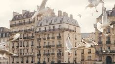 seagulls flying in front of buildings on a cloudy day