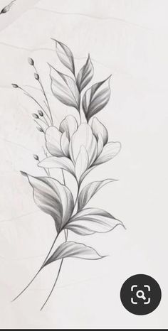 a pencil drawing of some flowers on a white sheet