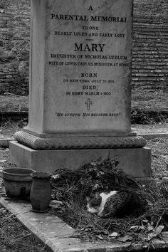 a cat laying in the grass next to a grave with a plaque on it's side