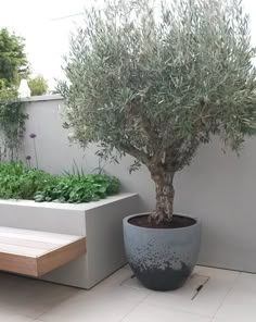 a potted olive tree sitting on top of a white tiled floor next to a bench