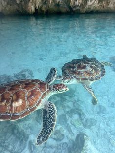 two sea turtles swimming in clear blue water