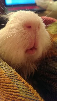 a small white animal laying on top of a blanket next to a laptop computer screen