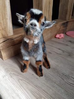 a small brown and black dog standing on top of a wooden floor next to a door