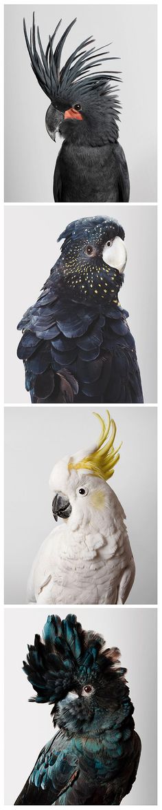 four different types of birds sitting on top of each other, all in different colors