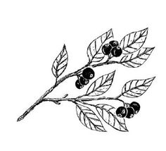 an ink drawing of berries on a branch