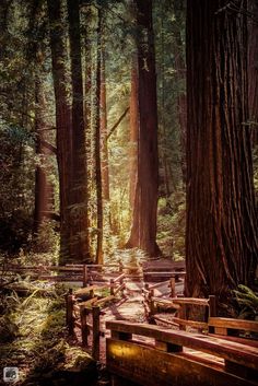 the sun is shining through the trees in the forest with wooden benches on both sides