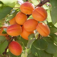 the fruit is growing on the tree and ready to be picked from it's branches