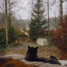 a black cat sitting on top of a bed next to a forest filled with trees