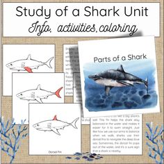 the shark unit for students to learn how to draw sharks and other marine creatures with their own