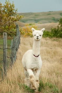 an alpaca running in the grass near a fence