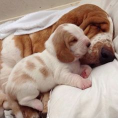 two puppies cuddling on top of each other