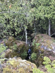 a forest filled with lots of trees covered in green and brown mossy rocks,