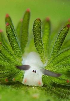 a close up of a green plant with red dots on it's face and eyes