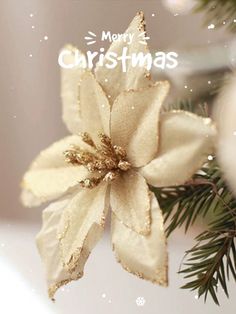 a white christmas ornament hanging from a tree branch with the words merry christmas written on it