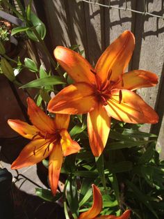 an orange flower is blooming next to a wooden fence in the sun on a sunny day