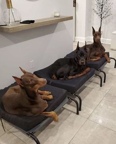 three dogs are lounging on their beds in the room