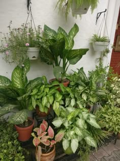 many different types of plants in pots on the side of a building with hanging planters