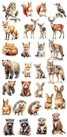 an image of many different types of animals in the same photo, including foxes and raccoons