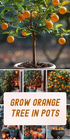 an orange tree is growing in pots with the words grow orange trees in pots above it