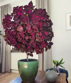 a potted plant sitting on top of a wooden table