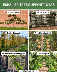 several different types of trees and shrubs with the words espalier tree support ideas