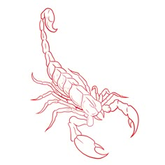 a drawing of a scorpion on a white background