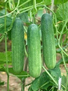 three green cucumbers growing on the vine