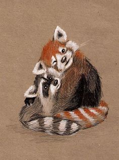 a drawing of two raccoons on top of each other