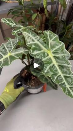 a plant that is sitting on top of a table with scissors in front of it