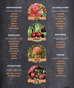 an info board showing the different types of apples and how to use them for cooking