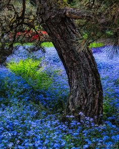 blue flowers are growing on the ground near a tree