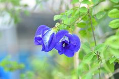 a blue flower with green leaves in the background