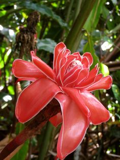 a large red flower with green leaves in the background