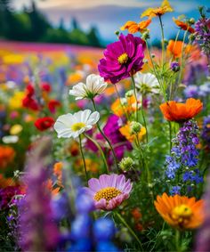 colorful wildflowers and other flowers are in the field with mountains in the background