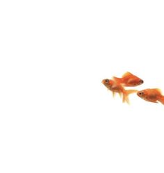 two goldfish swimming side by side in an aquarium