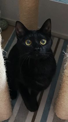 a black cat sitting on top of a rug next to a scratching post and two cats toys