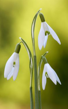 three white flowers with green stems in the foreground