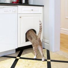 a cat that is standing in front of a dishwasher and looking into the kitchen