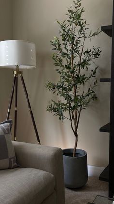 a living room with a couch, table lamp and potted tree in the corner