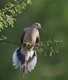 a bird sitting on top of a tree branch with its wings spread out and it's beak open