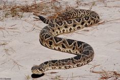 a snake that is laying down in the sand