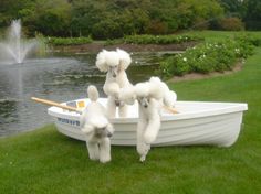 three poodles are sitting in a boat on the grass