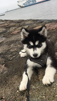 a black and white husky dog laying on top of a rock next to the ocean